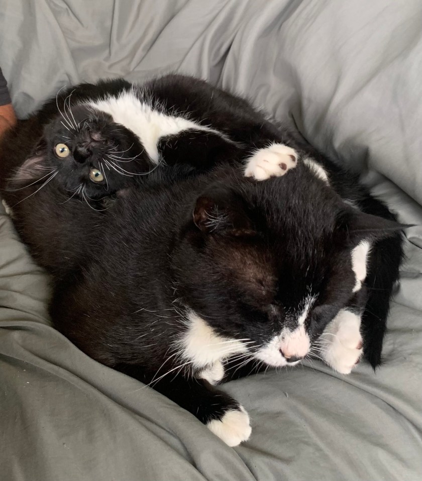 My cats Panda and Ted